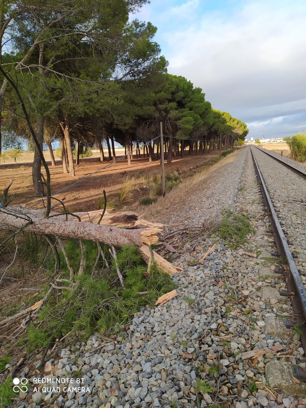 Cae un árbol a las vías cerca de Torrijos sin causar heridos