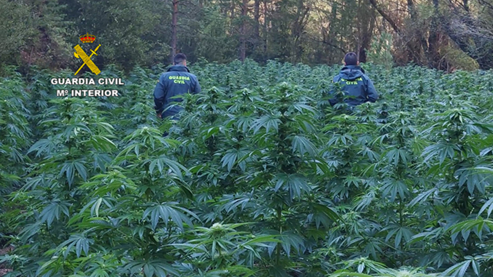 Desmantelan una plantación de marihuana en un paraje natural