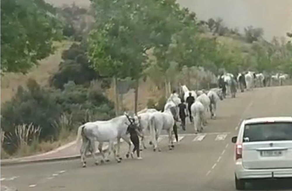 Los caballos de 'Puy du Fou', a salvo y camino de San Bernardo