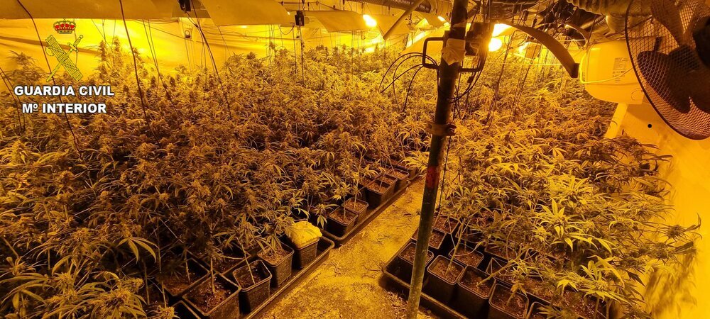 Hallan 900 plantas de marihuana en un sótano de Santa Olalla
