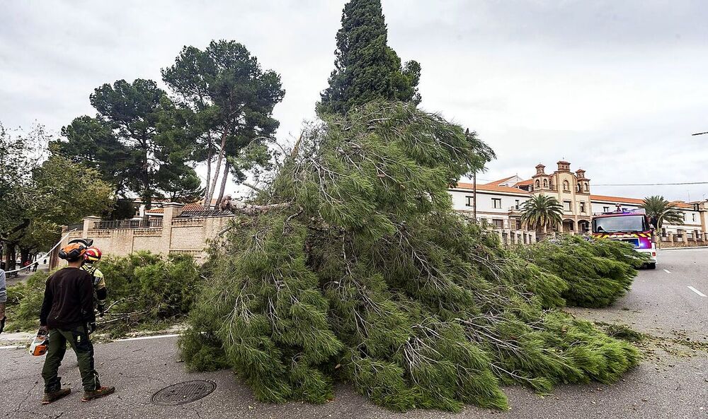 El fuerte viento tronchó un pino de grandes dimensiones en la avenida de Portugal.