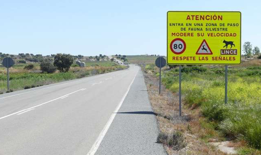 Las carreteras más peligrosas para el lince están sin señales