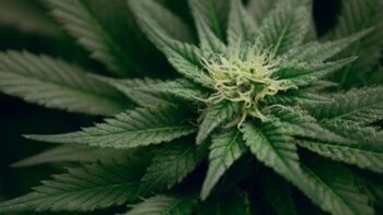 El Congreso acuerda ampliar el uso medicinal del cannabis