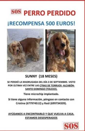 Ofrecen 500 euros por localizar a 'Sunny'