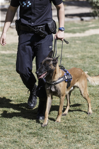 Cs propone crear una unidad canina de la Policía Local