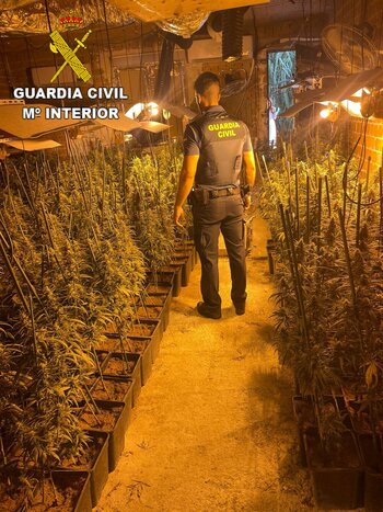 Un anónimo destapa una plantación de marihuana en Santa Olalla