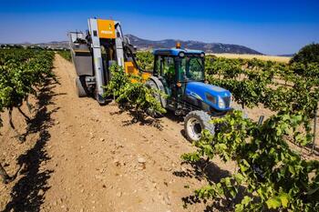 La producción vitivinícola en la región caerá un 13% este año