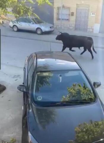 Tarde de pánico en Mocejón al escaparse un toro por las calles