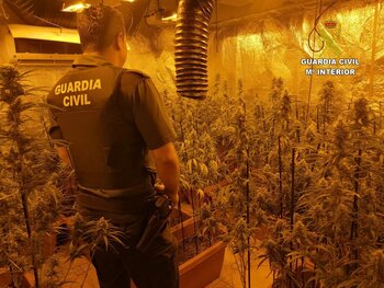 Hallan 400 plantas de marihuana en una casa okupada en Cebolla