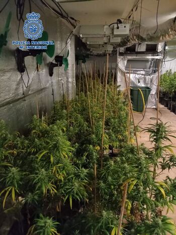 Detenida una pareja por cultivar marihuana en su vivienda