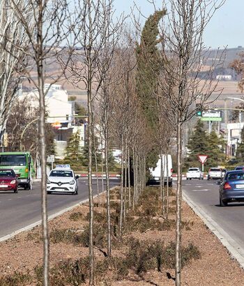 Toledo reclama más árboles
