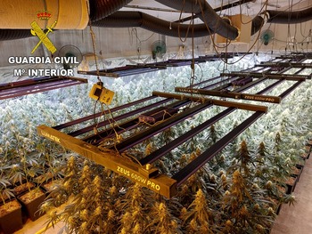 12 detenidos en Alcabón por cultivo de marihuana