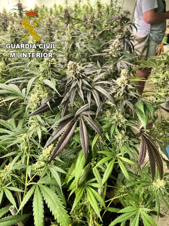 Un detenido por cultivar marihuana nociva en Santa Olalla