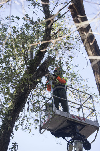 IU aboga por talar árboles con personal municipal