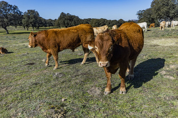 Asaja avisa: el sector bovino 
