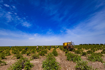 La Junta publica en el DOCM dos nuevas ayudas a viticultores