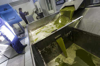 Fiebre por el aceite de oliva dispara la venta en cooperativas