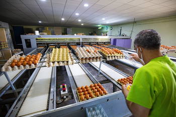 Subida salarial del 10,2% para los trabajadores avícolas