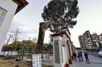 El pino del Prado era el árbol más antiguo y emblemático