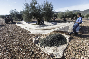 La campaña del olivar cierra con un 80% menos de producción