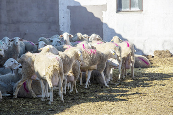 Cuerva remueve el pastoreo, en peligro en Los Montes de Toledo