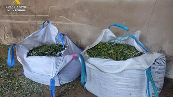 Tres detenidos por robar 1.200 kilos de aceituna en Torralba