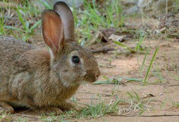 CLM: comarca de emergencia cinegética temporal por los conejos
