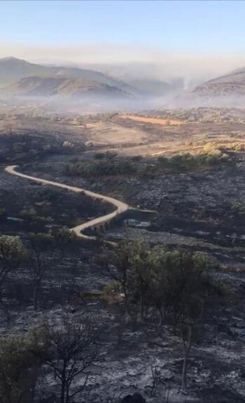 La Junta restaurará 139 hectáreas quemadas en La Jara
