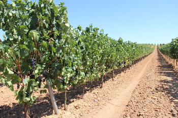 Microalgas para mejorar el cultivo de los viñedos