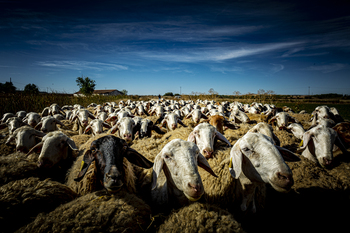 Ganaderos resignados ante la inmovilización de ovino y caprino
