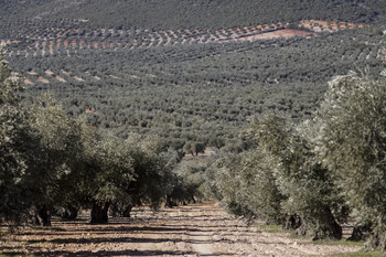 Un olivarero denuncia el robo de 15.000 euros de aceitunas