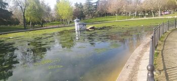 PSOE lamenta estado del lago de La Alameda, cubierto de algas