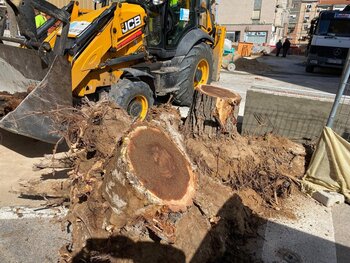 Se repondrán los árboles talados en la Plaza del Sagrario