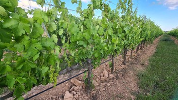 La superficie de viñedo ecológico creció un 33% en cuatro años