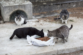 El Consistorio quiere esterilizar al 80% de gatos callejeros