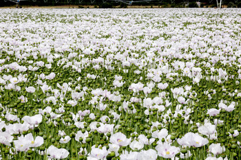 Los daños a un cultivo de la planta del opio, a la Audiencia